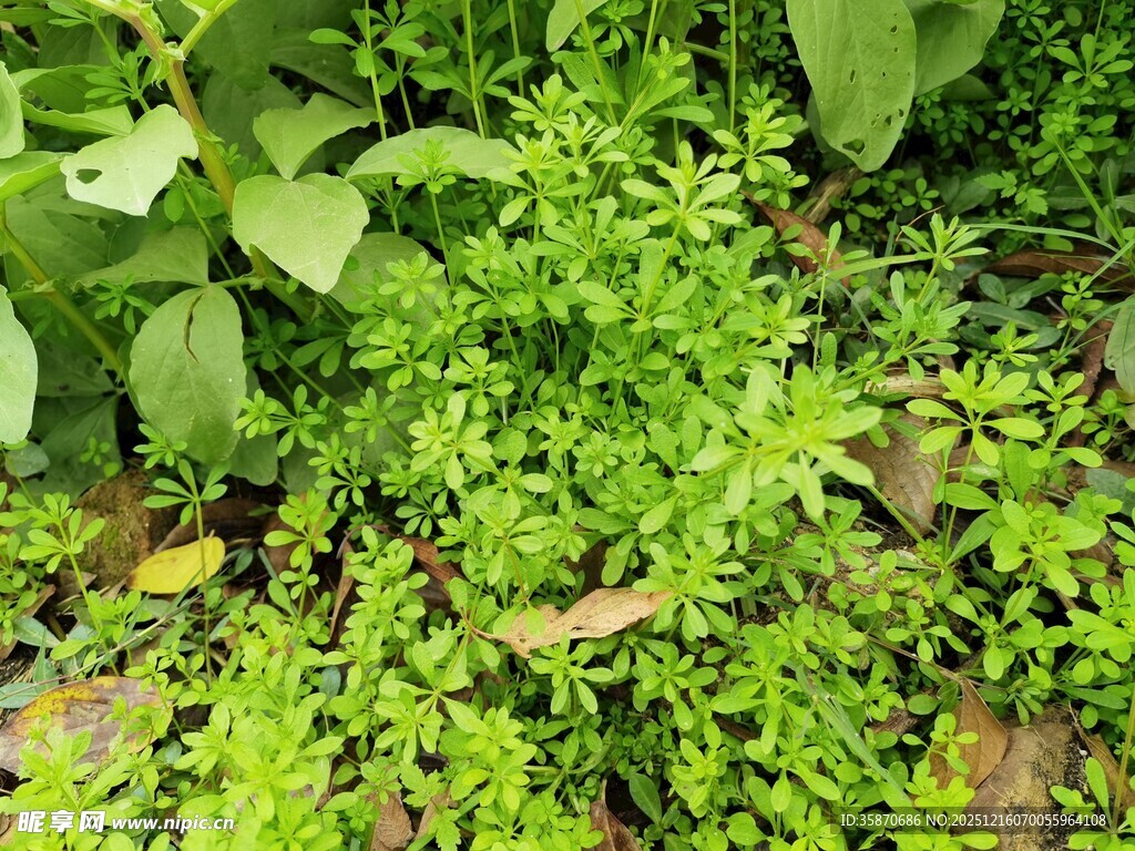 翠绿繁茂的地面绿植景观