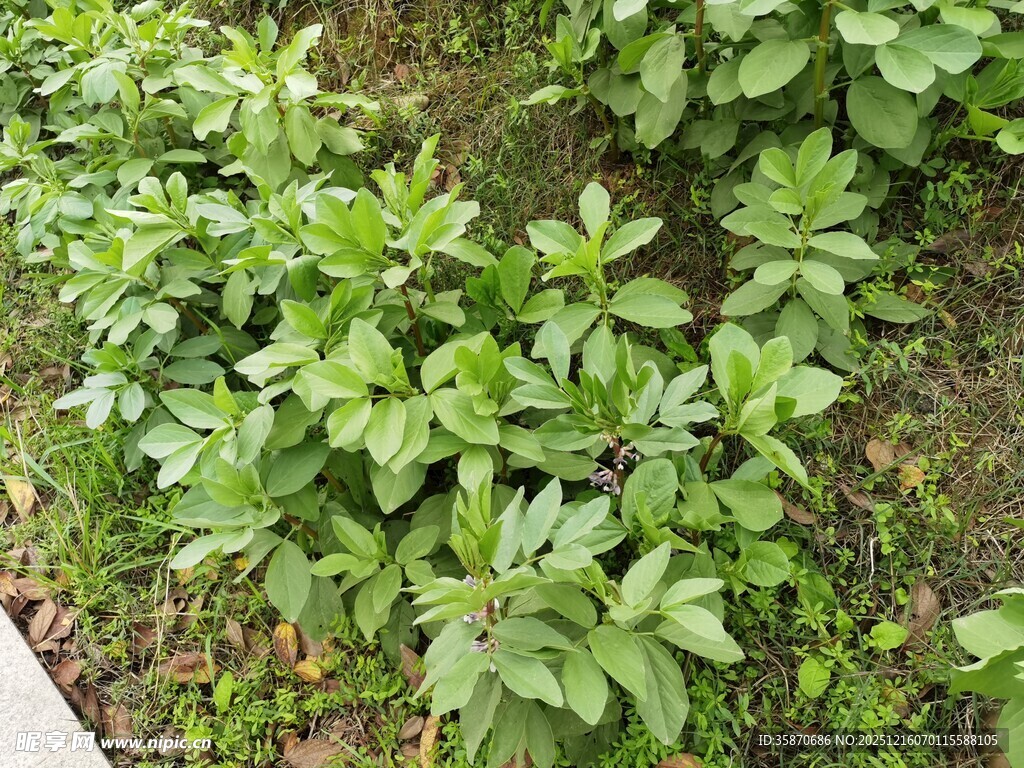绿叶繁茂的地面植物景观