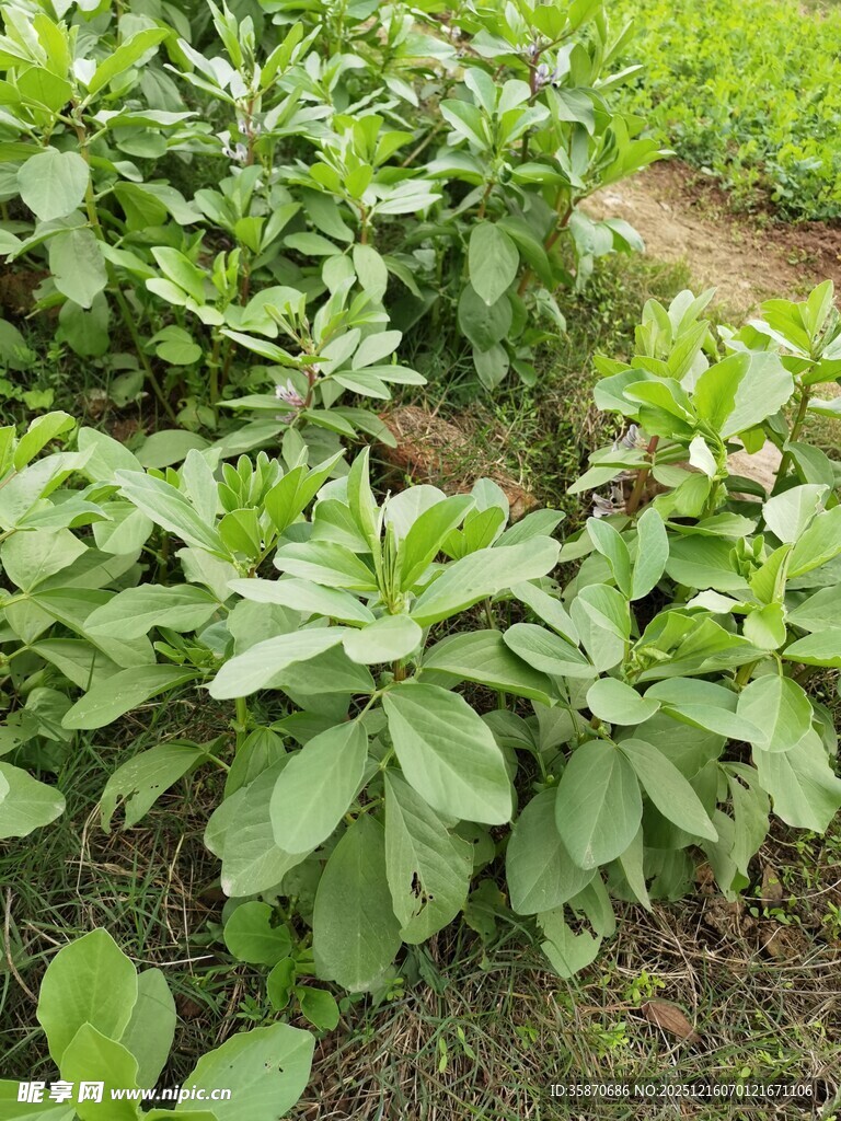 农田里茂盛的绿色植物