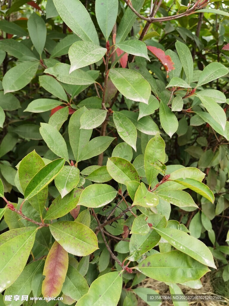 绿叶红边植物特写