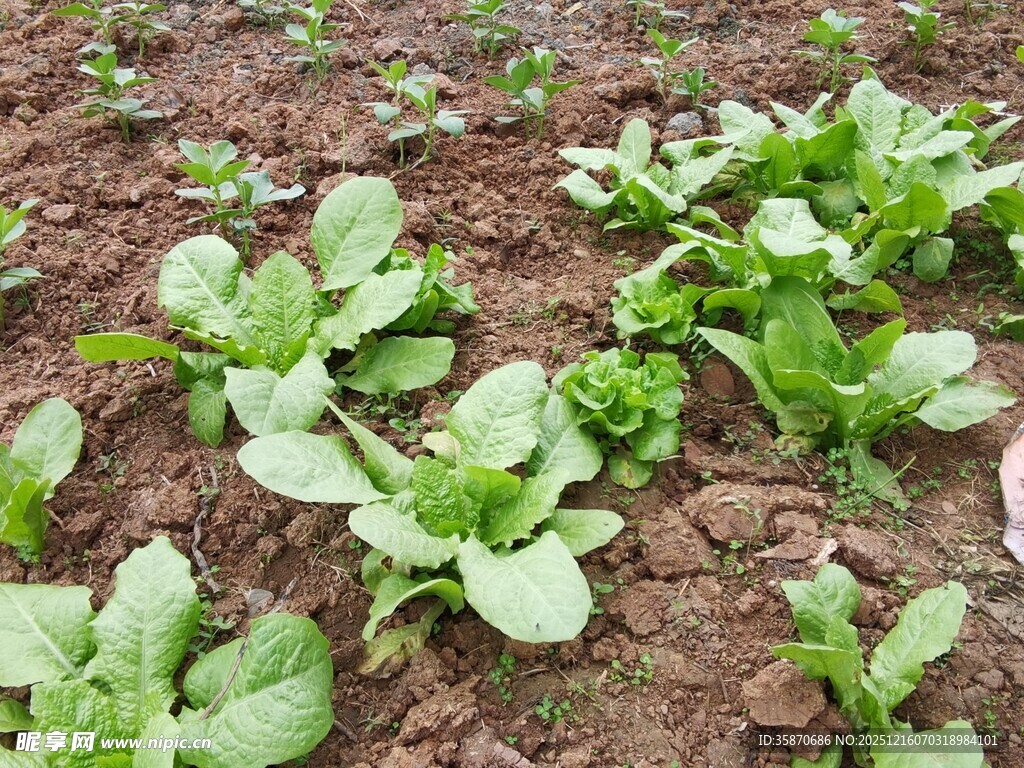 菜苗茁壮成长于土地间