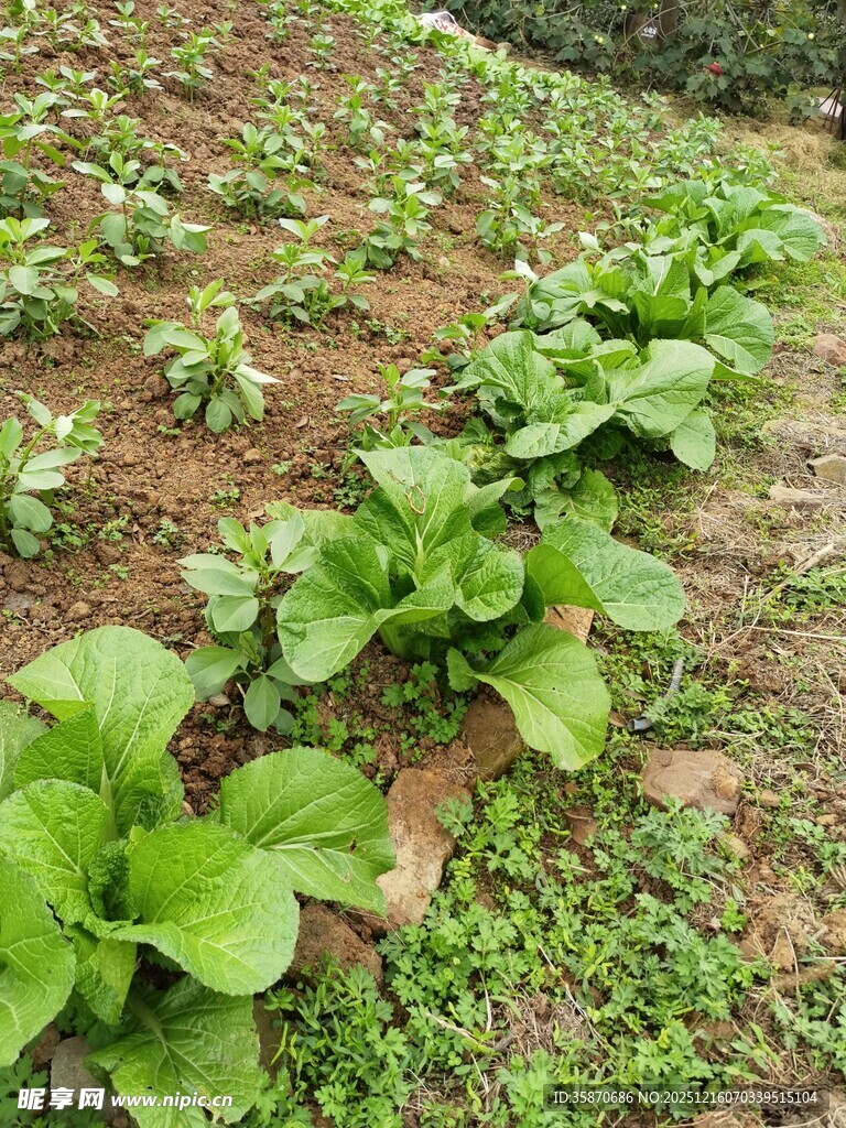 田间嫩绿蔬菜茁壮成长