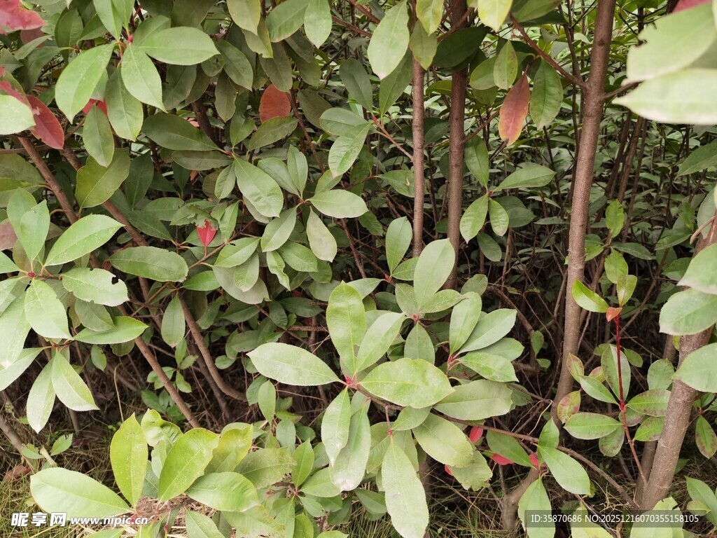 绿叶繁茂的植物景观