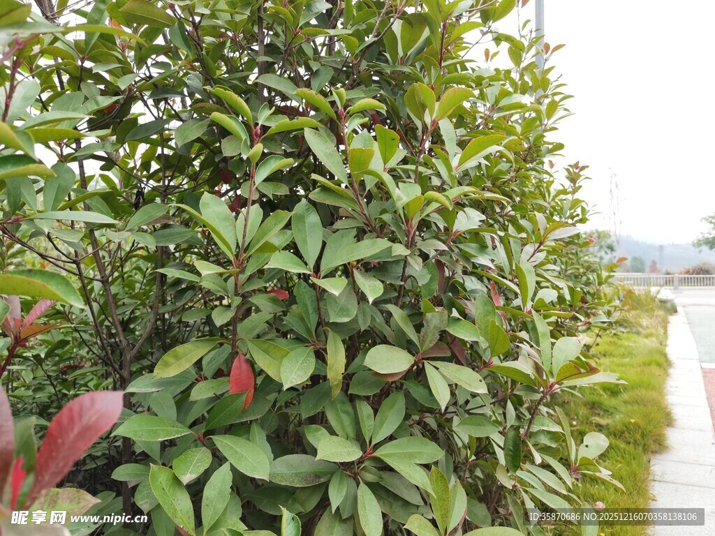 绿叶红边植物景观