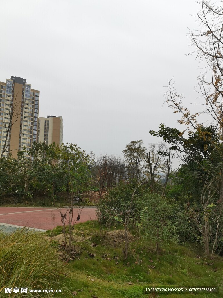 城市边的绿植与高楼景观