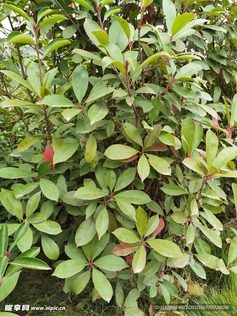 绿叶间的红果植物景观