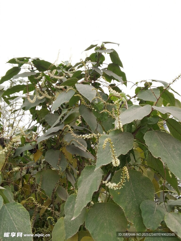 绿叶繁茂的植物