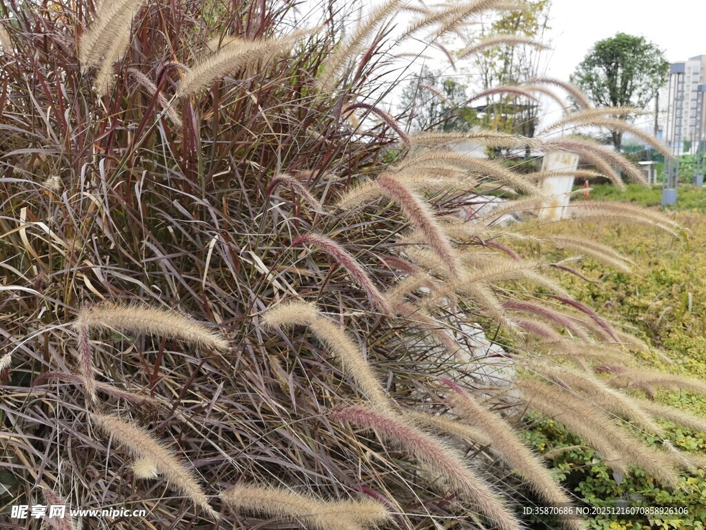 观赏狼尾草特写