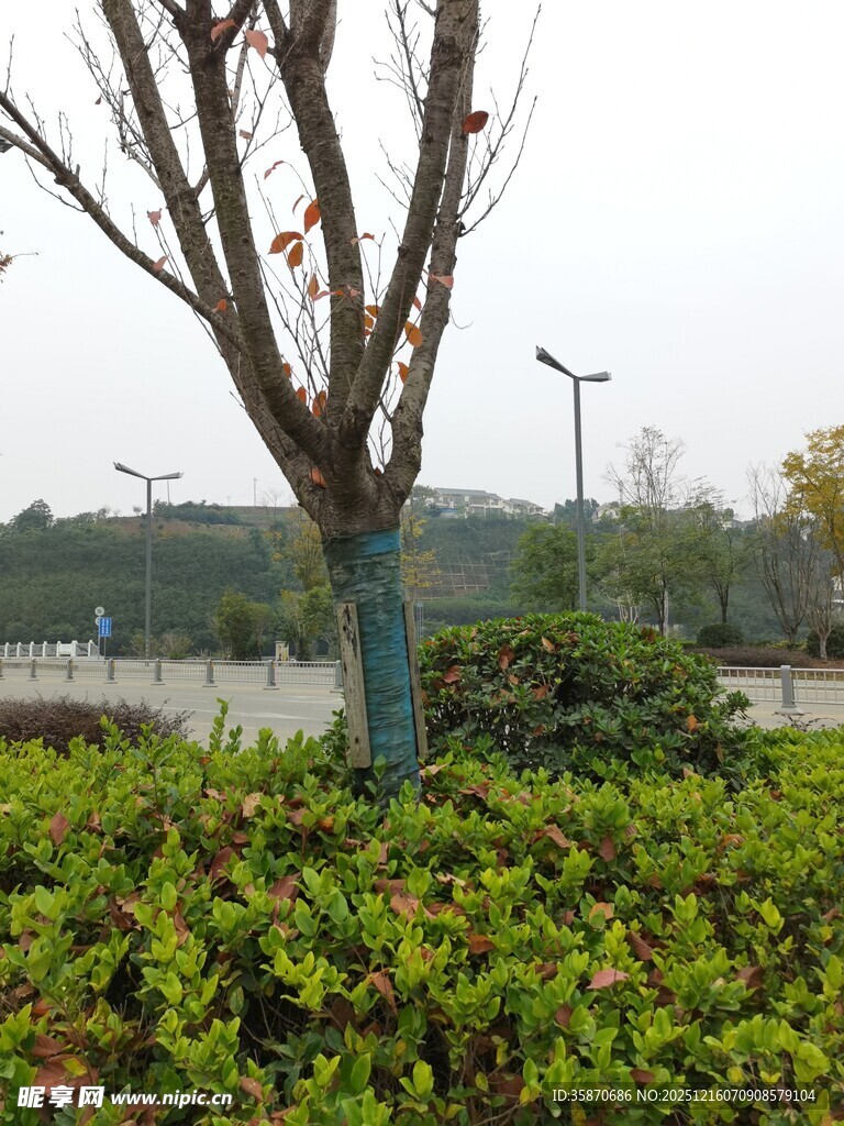 冬日枯树下的翠绿灌木丛