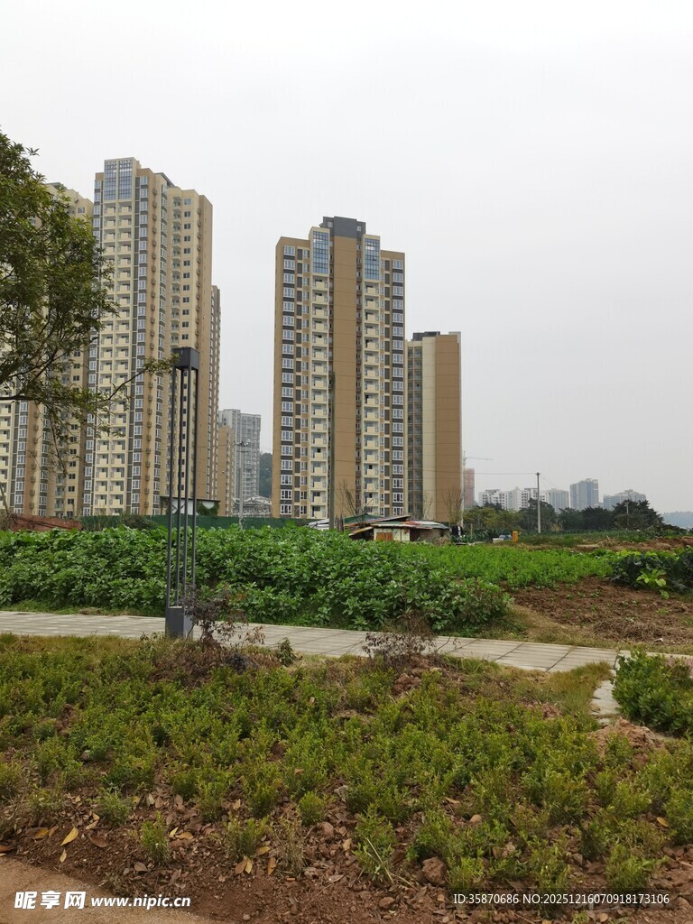 城市旁的绿植与高楼景观