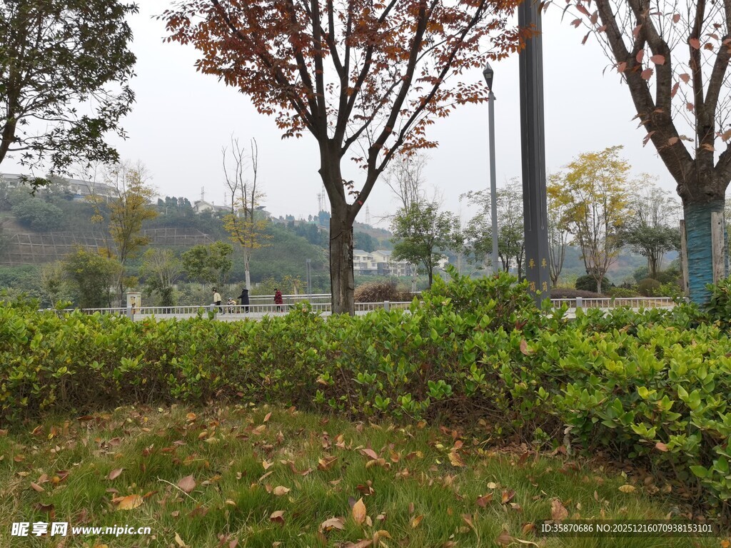 秋日公园绿植与树木景观