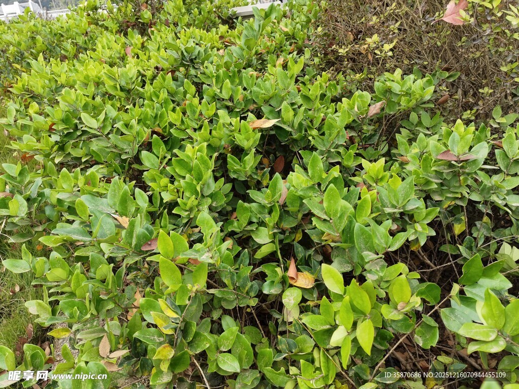 翠绿繁茂的灌木丛