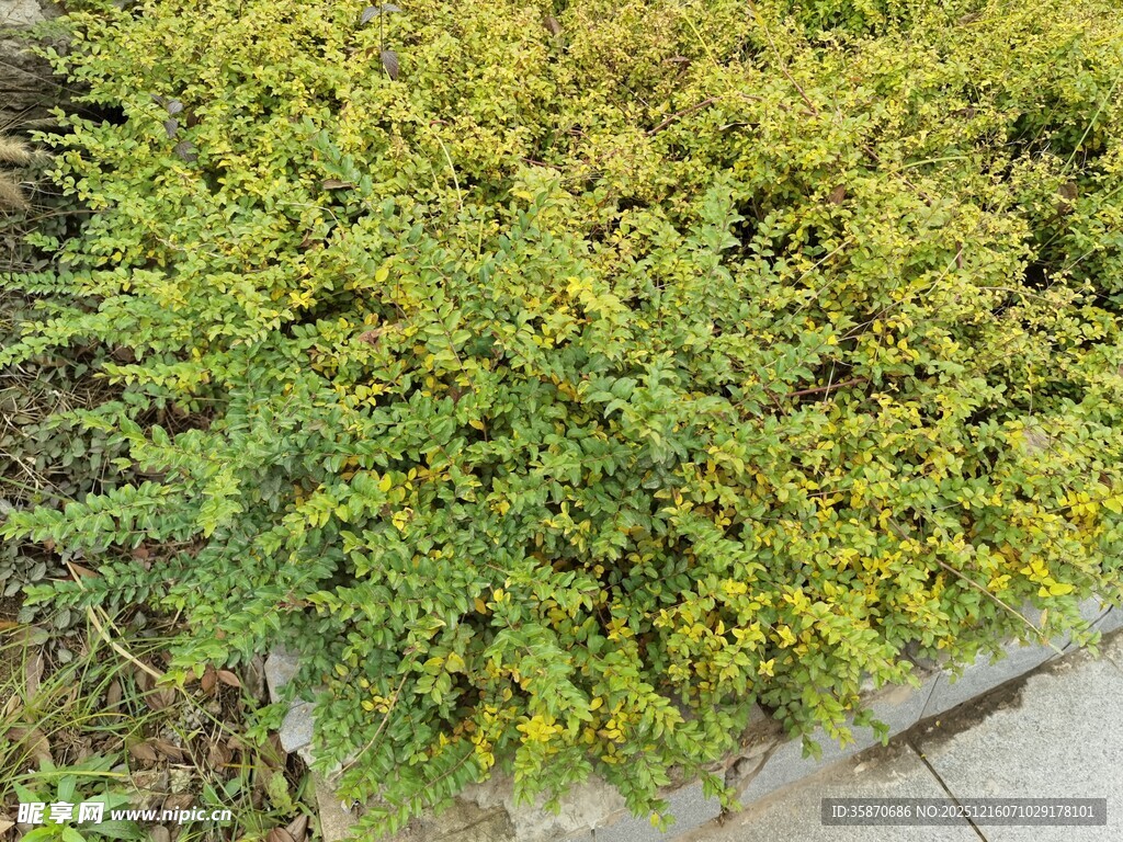 金黄翠绿相间的灌木丛