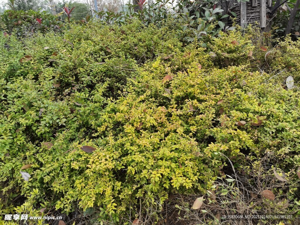 绿叶繁茂的灌木丛