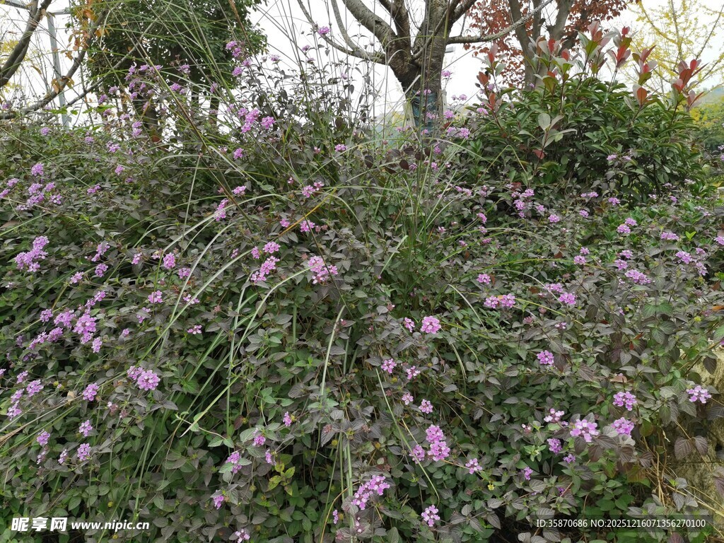 紫色花丛中的繁茂植物