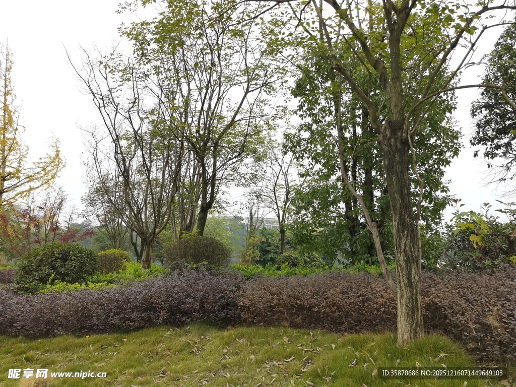 户外自然树木草地景观