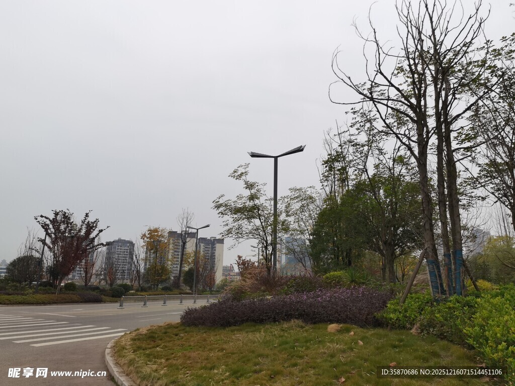 城郊道路旁的树木景观