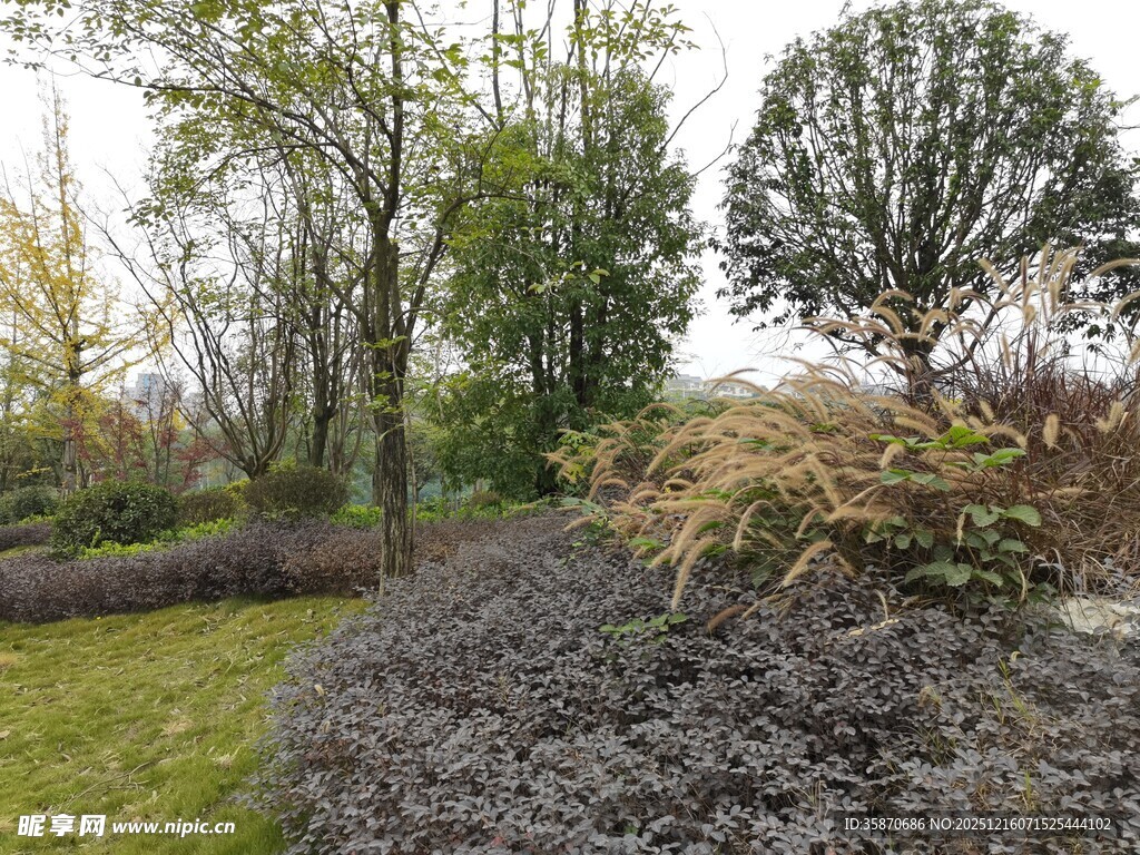 园林景观中的绿植与碎石