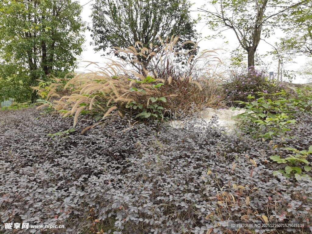 野外繁茂的低矮植被景观