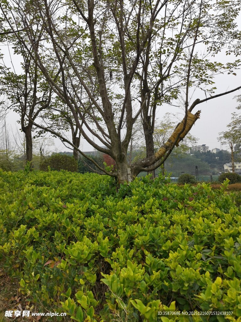 绿意盎然的树林与灌木丛