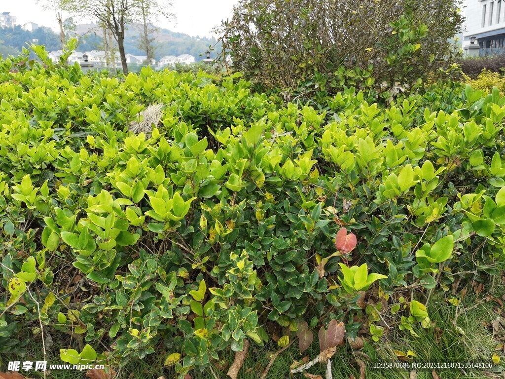 翠绿灌木丛中的一抹红