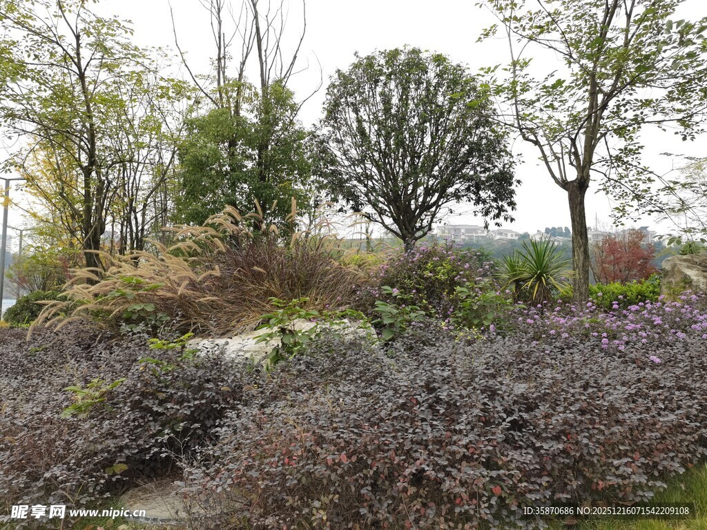 户外繁茂绿植景观