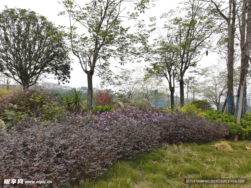 园林景观中的多彩植物