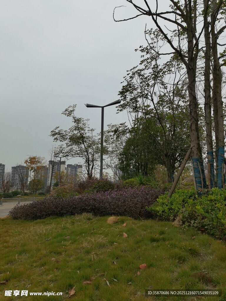 城市草地旁的树木景观