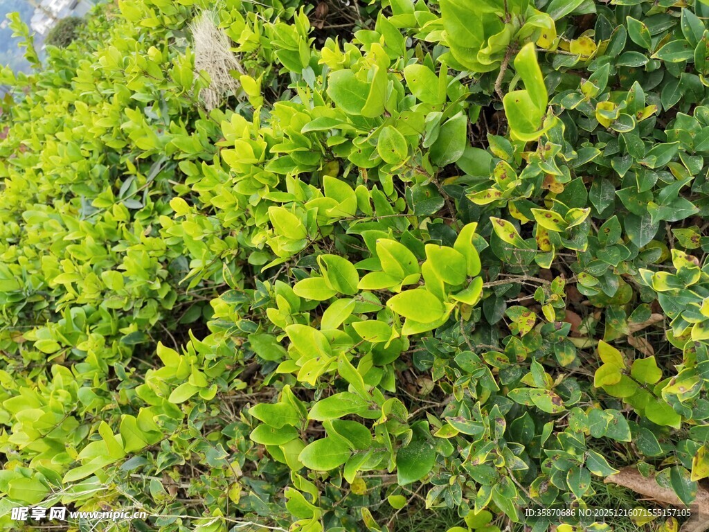 翠绿繁茂的绿植景观