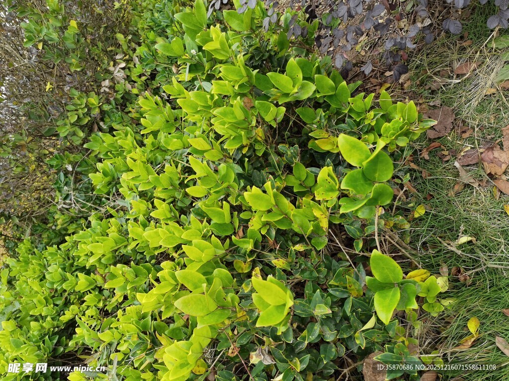 翠绿繁茂的地面绿植景观