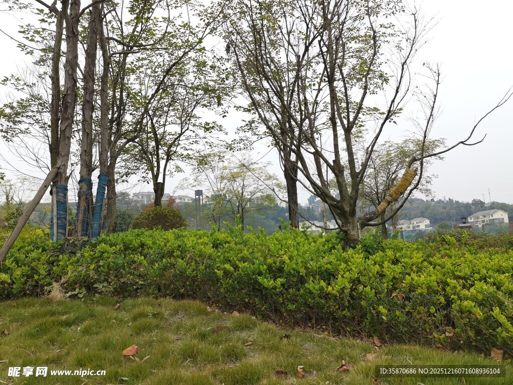 春日林间绿意盎然景色