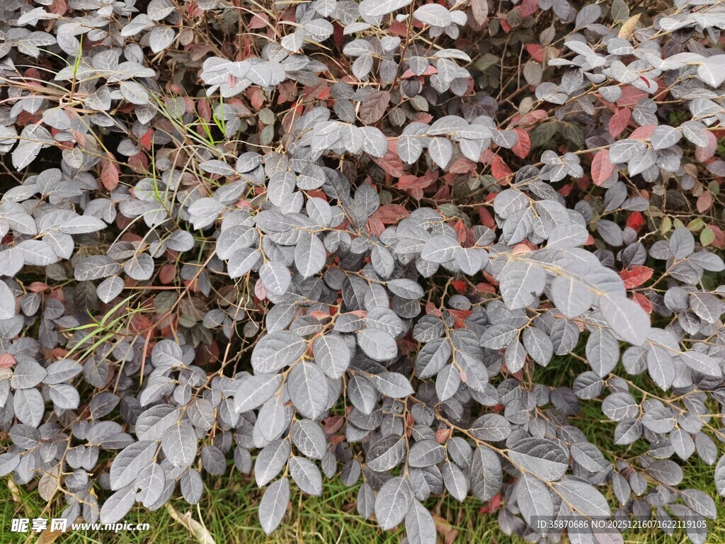 银灰色叶片植物特写