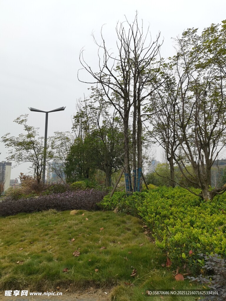 户外树木草地景观