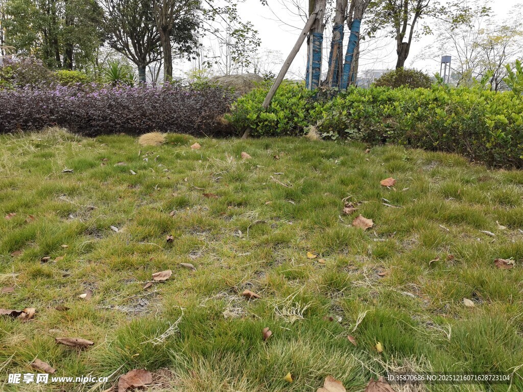 户外翠绿草地与绿植景观