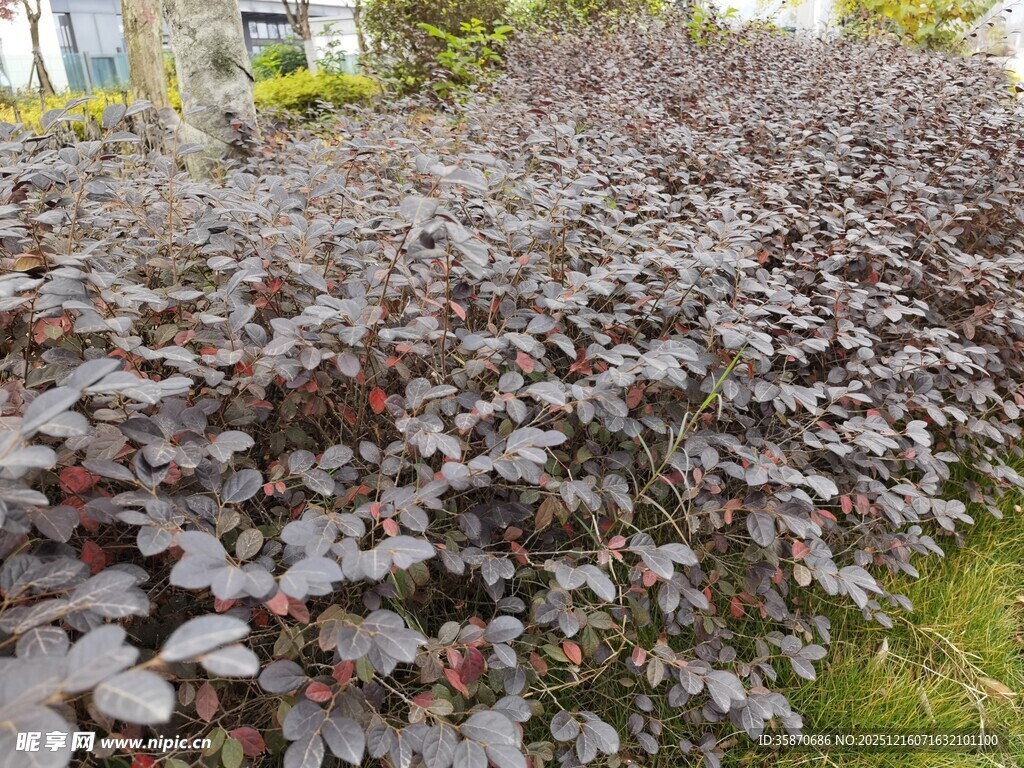 紫叶植物景观
