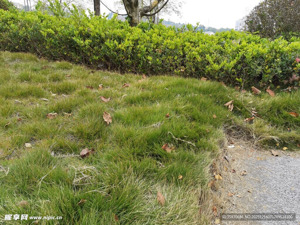 路边绿意盎然的草地与灌木