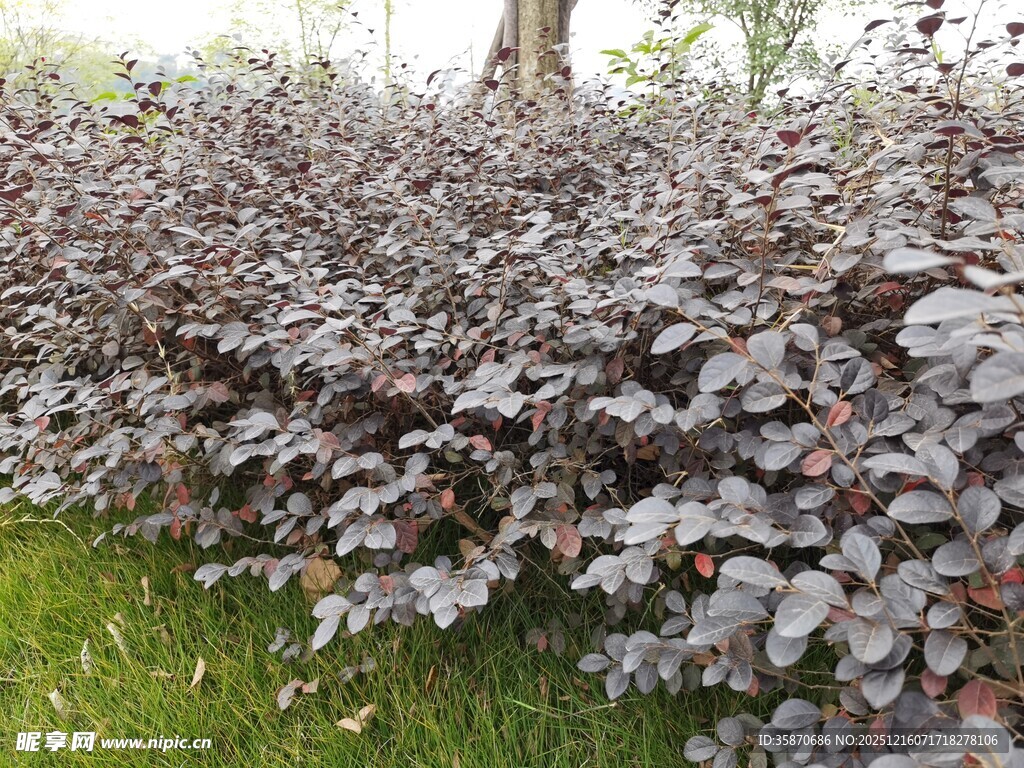 紫叶植物景观