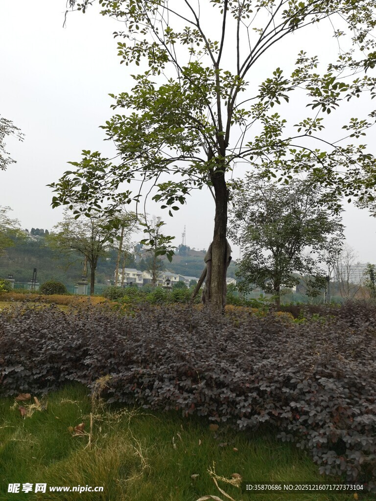 田野中的树木与石堆景观