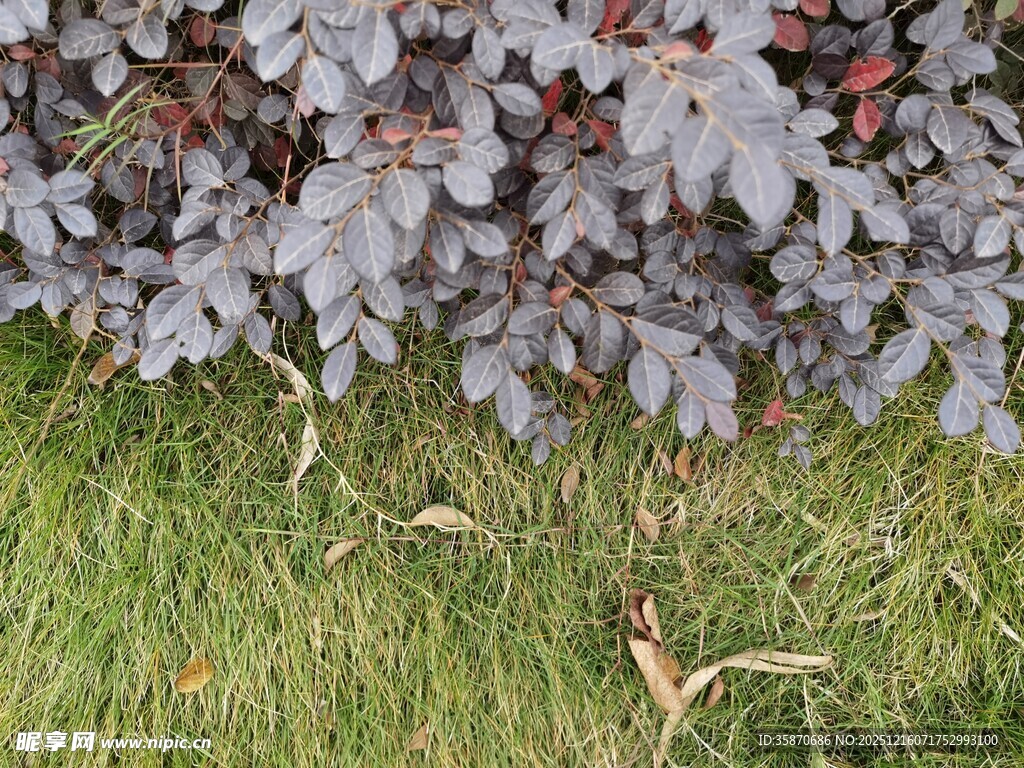 紫叶植物与绿草景观