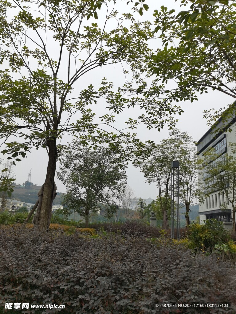 户外树木景观地面覆石