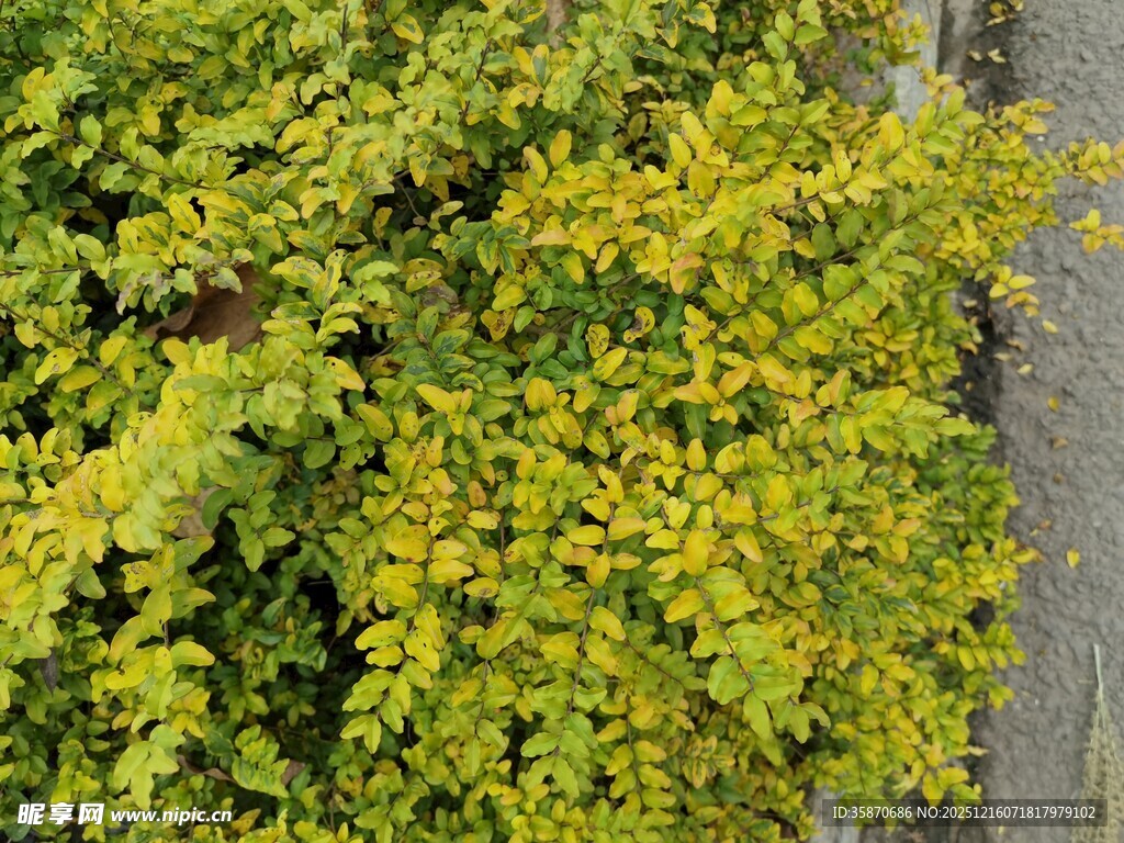 翠绿繁茂的树叶特写