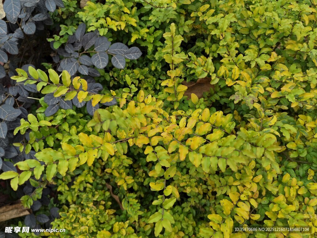 黄绿相间的繁茂植物