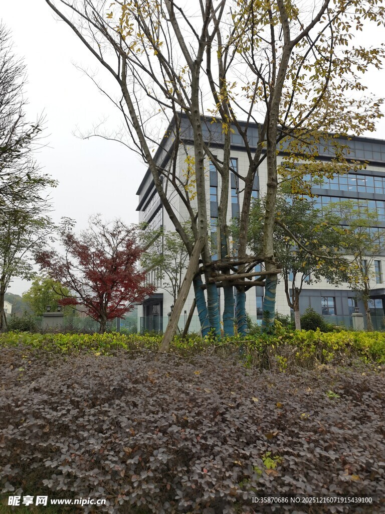 现代建筑旁的绿植景观