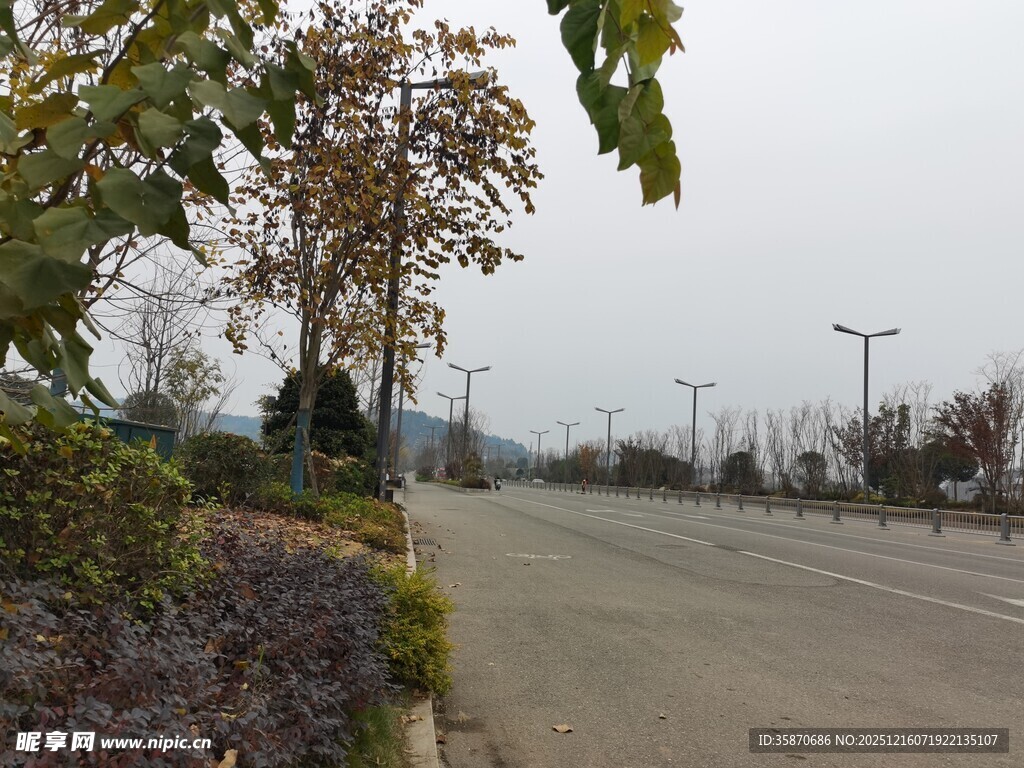 空旷道路旁的绿植景观