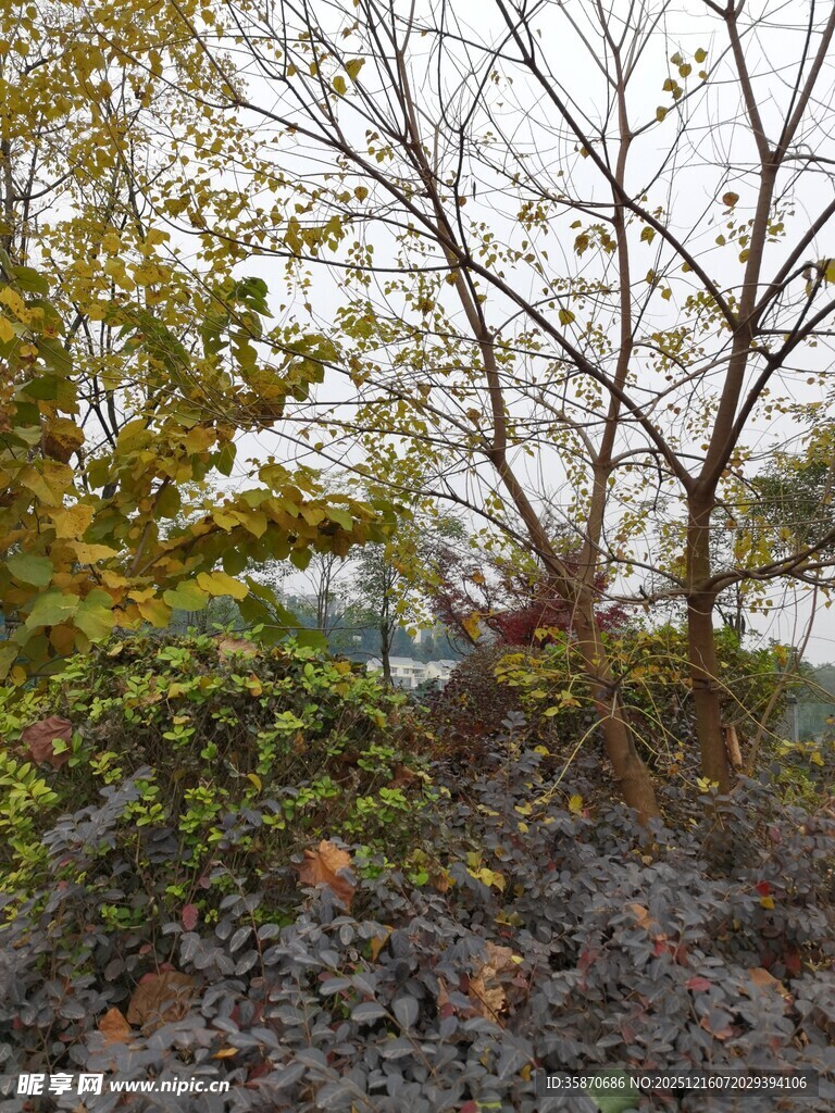 秋日树林中的繁茂植被