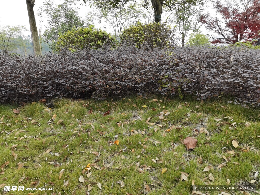 户外绿植矮灌木丛景观