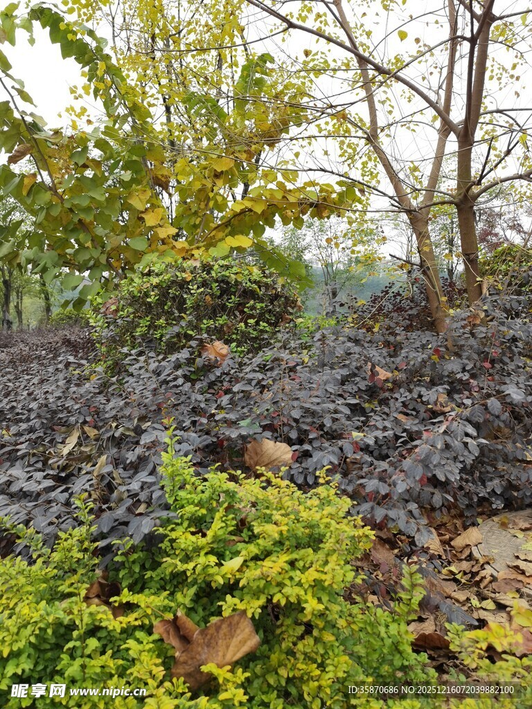 秋日林间多彩植被景观