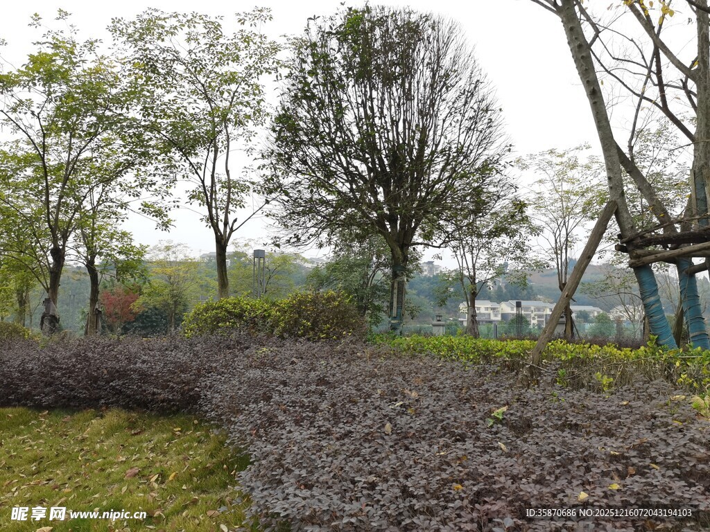 园林景观中的绿植与步道