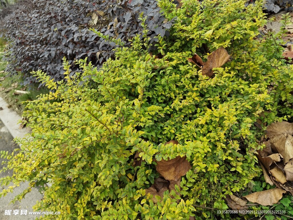翠绿灌木植物近景特写