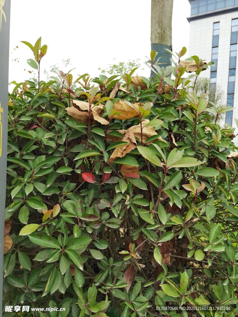 绿叶间的多彩果实